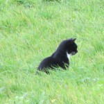Katzen gehen auf die Jagd und versorgen sich vor allem in ländlichen Gegenden selbst.