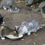 Wenn Sie Katzen füttern, werden diese immer öfter zu Besuch kommen.