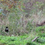 Nur wenige herrenlose Katzen zeigen sich Menschen gegenüber zahm.